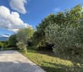 Green grass, trees, olive trees, clear blue sky, pathway