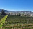 large green field, vineyards, yellow flowers, mountain range in the background