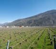 The image shows a large vineyard with rows of grape vines stretching across a hilly landscape. The vines are bare, indicating it is likely early spring or late winter. In the background, there are mountains and a clear blue sky.