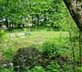 lush green plants, water pond, small garden pathway, yellow flowers, trees, shrubs