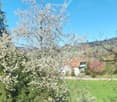 Trees and plants in a garden with a view of a house, mountains, and blue sky.