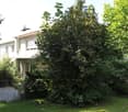 2 story house with terrace, white walls, greenery around