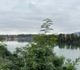 plants, bushes, river, distant trees, cloudy sky