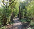 A narrow gravel path surrounded by dense forest with tall trees and lush green undergrowth.