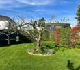 Well-maintained garden with a central tree, neatly trimmed hedges, and a small seating area near the house.