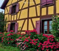 A charming yellow half-timbered house with purple shutters and a heart-shaped door, surrounded by vibrant red and white flowers and lush greenery.