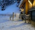 Three horses stand in a snowy outdoor area near a wooden stable, surrounded by snow-covered trees and a wooden fence.