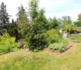 A well-maintained garden with a variety of trees, shrubs, and flowering plants, featuring a gravel pathway and a small structure in the background.
