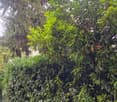 A dense hedge of green foliage with some taller trees visible behind it, creating a natural privacy screen.