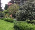 Well-maintained garden with neatly trimmed hedges, flowering shrubs, and a variety of trees, including evergreens and deciduous plants. The lawn is lush and green, and a house is partially visible in the background.