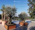 A rooftop garden with potted olive trees and a palm tree, surrounded by wooden planters and a tiled surface.