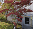 Garden area with a Japanese maple tree, shrubs, and a pathway leading to a building entrance.