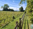 A vineyard with rows of grapevines, wooden fence, and lush green grass under a clear blue sky.