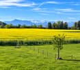 A vibrant field of yellow flowers with a small tree in the foreground, surrounded by a wooden fence, with a backdrop of green trees and snow-capped mountains under a clear blue sky.
