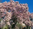 A blooming magnolia tree with pink flowers stands prominently in front of a residential building, with other houses and a clear blue sky in the background.