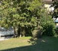 Lush garden with a large tree, grass, and small white flowers scattered across the lawn. A house is partially visible in the background.