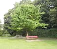 A well-maintained garden area with a large tree, a red bench, and a picnic table set on a paved surface surrounded by lush greenery.