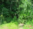Garden / Outdoor Area. Dense, lush green vegetation with various plants and trees, a narrow dirt path, and a date stamp in the bottom right corner.