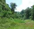Garden / Outdoor Area. Lush, green outdoor area with dense forest and tall trees, surrounded by a grassy field under a clear blue sky.