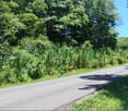 Garden / Outdoor Area. A rural road surrounded by lush green vegetation and trees, with a clear blue sky above.