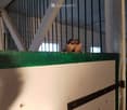 Two birds perched on a green-painted wooden fence inside a barn-like structure with metal bars and white walls.