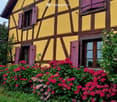 Traditional yellow and brown half-timbered house with purple shutters and a flower-filled garden.