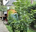 Garden area with lush greenery, a wooden shed, a barbecue, and a bicycle. The space is surrounded by trees and a house is visible in the background.