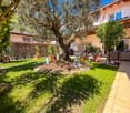 Backyard with lush grass and a central olive tree. It has a table and chairs setup, potted plants, and a garden shed.