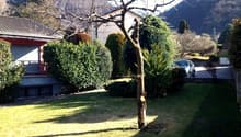 large lawn, small bushes, tree, house, street, parked car