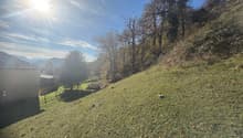 Large grassy slope, trees, building in background, sunny, mountain view, dry leaves