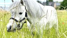 Attraktive Reitanlage