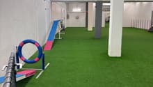 Indoor sports facility with green turf, dog agility equipment, white pillars, wall mounted light fixtures