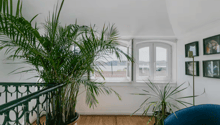 balcony, large window, wooden floor, palm trees, white walls, armchair, framed pictures, table lamp
