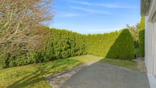 Garden: hedge, tree, grassy area, paved pathway