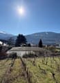 vineyard, mountains, clear sky, houses, trees