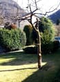 large lawn, small bushes, tree, house, street, parked car
