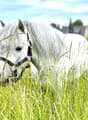 Attraktive Reitanlage
