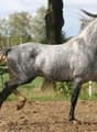 A gray horse running in an outdoor arena or field. The horse has a muscular build and is galloping with its mane flowing in the wind.