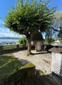 Patio with a view of the lake, a small cabin with a fence, and a tree in the middle.