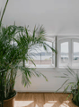 balcony, large window, wooden floor, palm trees, white walls, armchair, framed pictures, table lamp