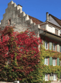 Multistory building with red and green leaves, white windows, brown roof