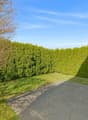 Garden: hedge, tree, grassy area, paved pathway