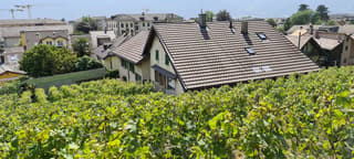 Maison vigneronne sise dans les vignes (4)