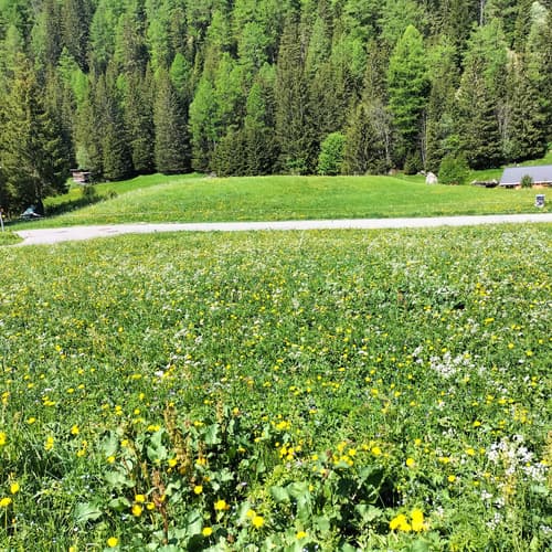 Ensemble terrain ( à construire, agricole et forêt) situé à Trient (Valais)