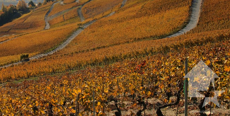 Grand domaine viti-vinicole (4)