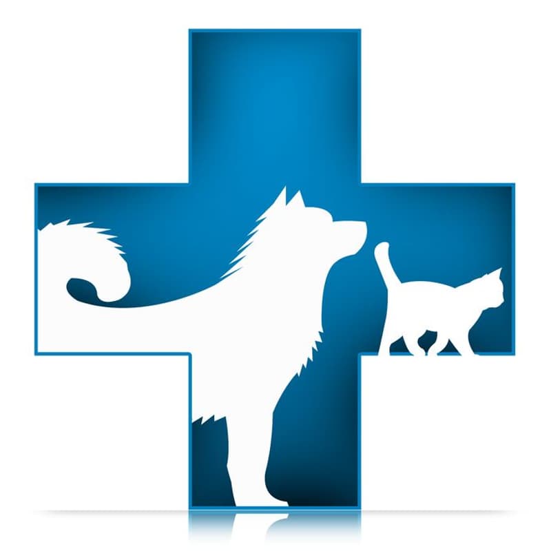 Valais  : Conseil en nutrition pour chiens et chats (1)