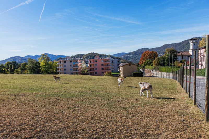 SPAZIOSO 4 5 LOCALI NEL VERDE A SAVOSA CON PRIMA PIGIONE NETTA GRATUITA 