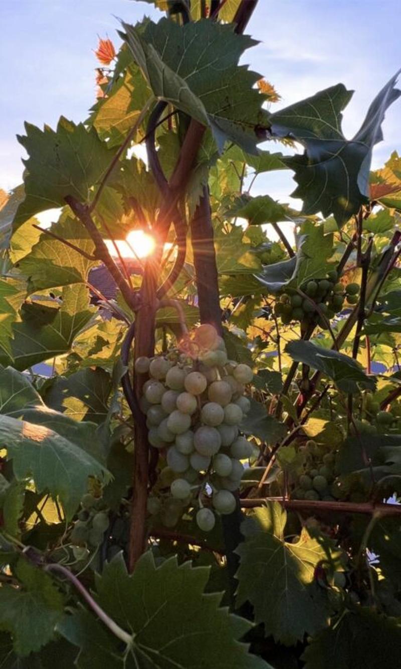 Ihr sonniges Familienparadies - Gartenoase - privatsphäre - Stadtnah, wo Wein wächst, Kinder lachen und Abende golden sind. (4)