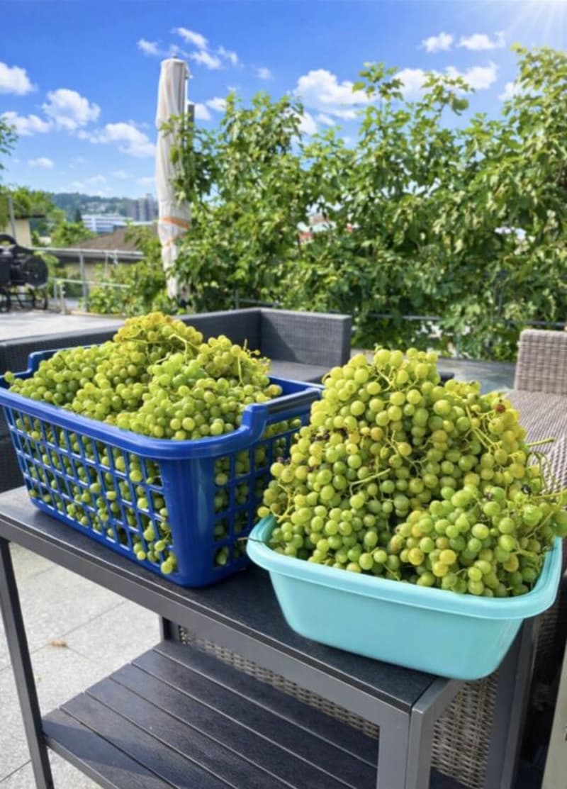 Ihr sonniges Familienparadies - Gartenoase - privatsphäre - Stadtnah, wo Wein wächst, Kinder lachen und Abende golden sind. (5)