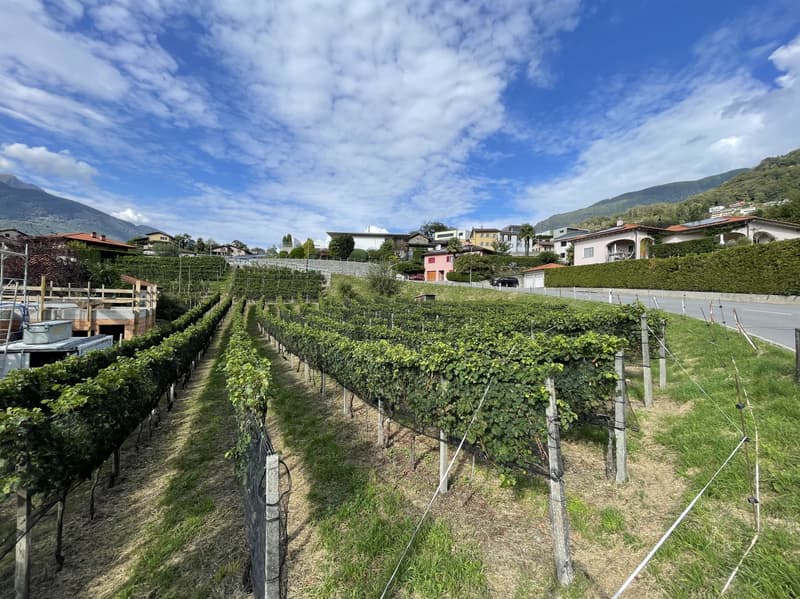 GRANDE TERRENO EDIFICABILE IN ZONA SOLEGGIATA E PANORAMICA